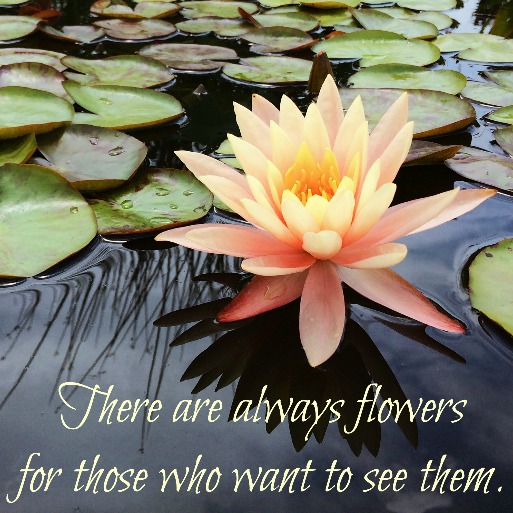 Feel Good Friday: Will You Choose to See the Flowers?